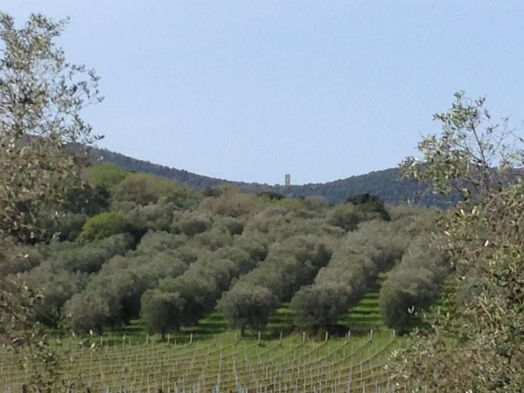 Podere Oslavia Az.Agr.Bio Giannini Alberese Exterior photo
