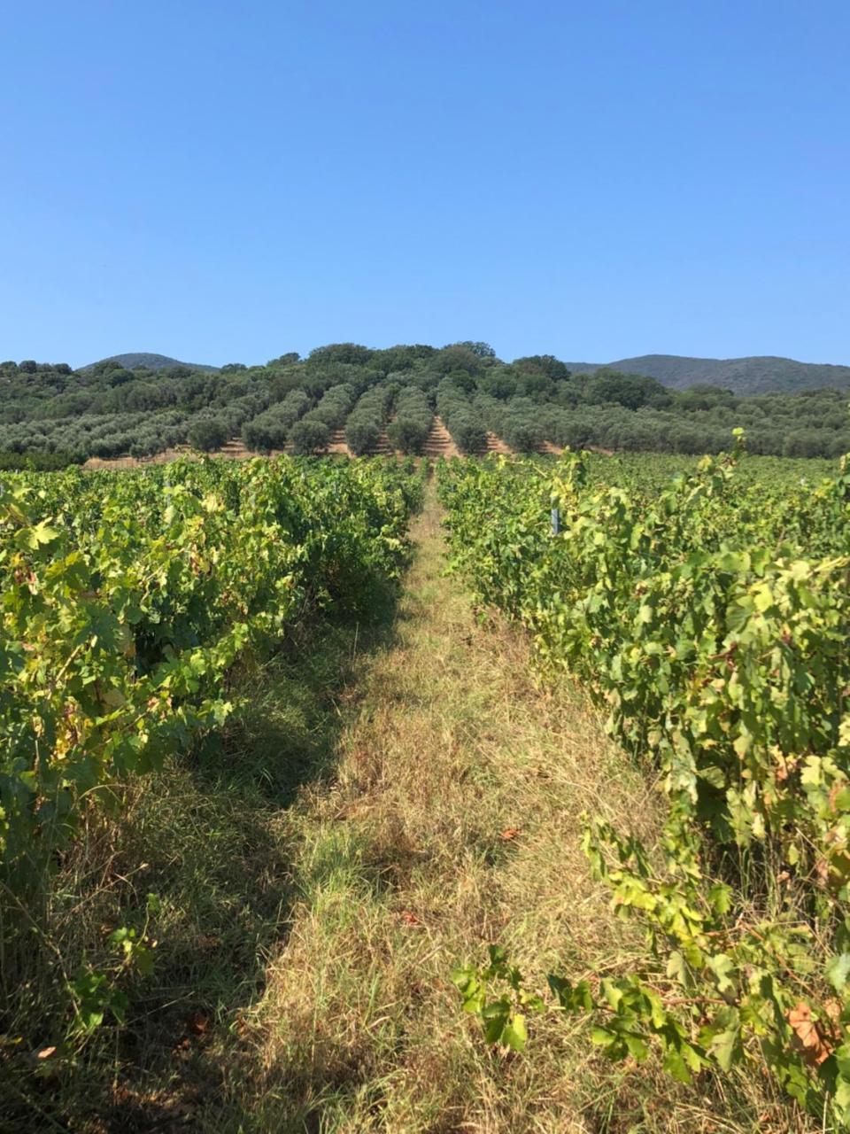 Podere Oslavia Az.Agr.Bio Giannini Alberese Exterior photo